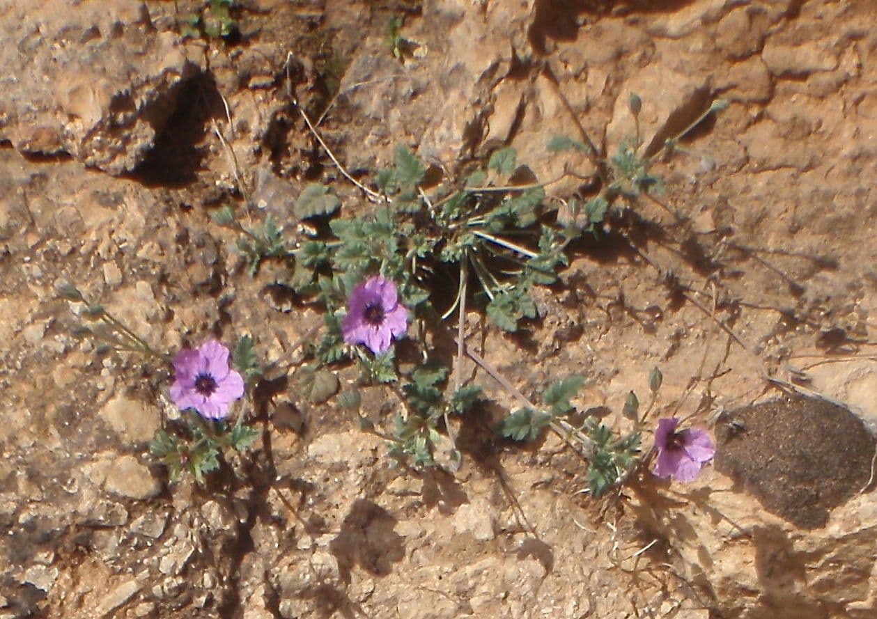 Gefleckte Reiherschnabel 9