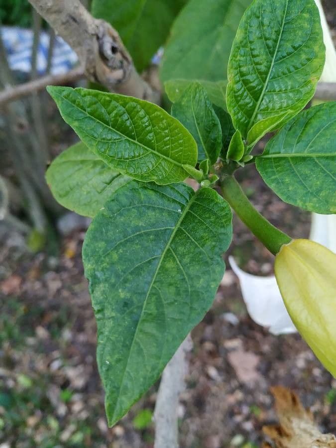 Datura 19