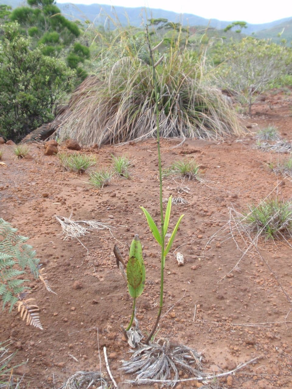 Eriaxis rigida 6