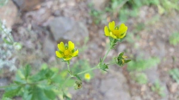 Cincoenrama de primavera 4