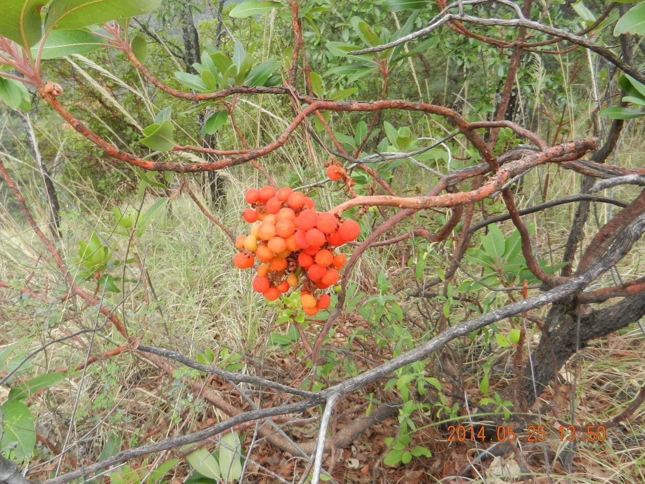Arbutus xalapensis 3