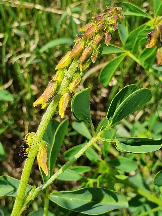 Crotalaria incana 8