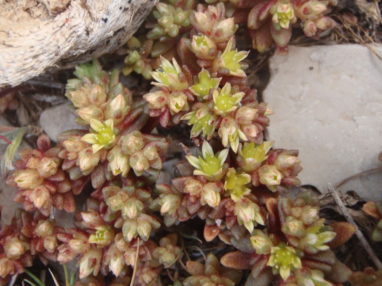 Sedum litorale 6