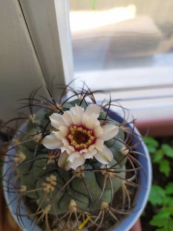 Gymnocalycium 5