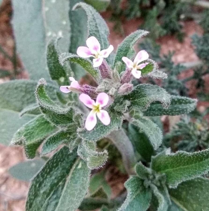 Malcolmia africana 4