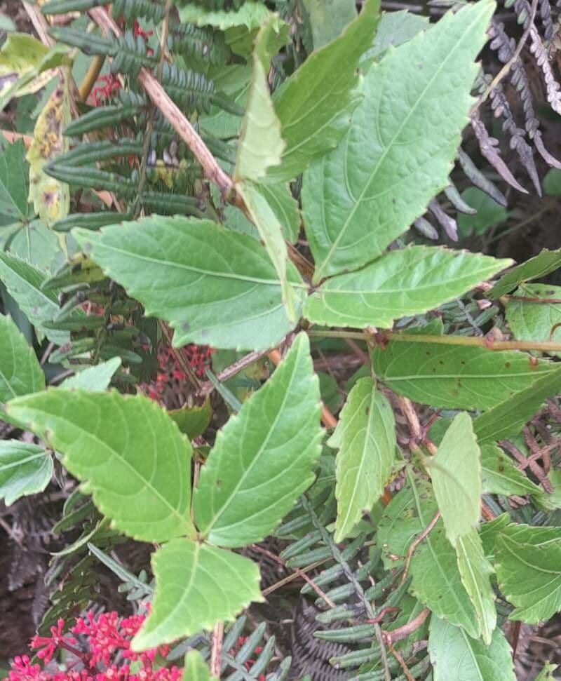 Cissus 14