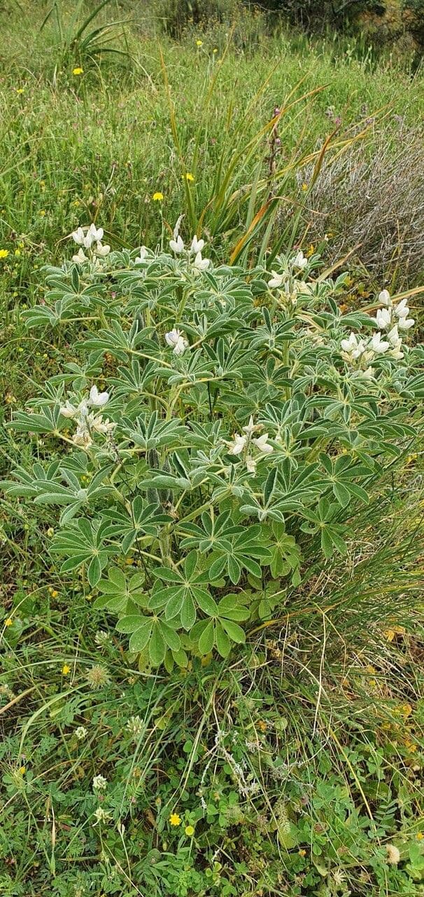 Weiße Lupine 13