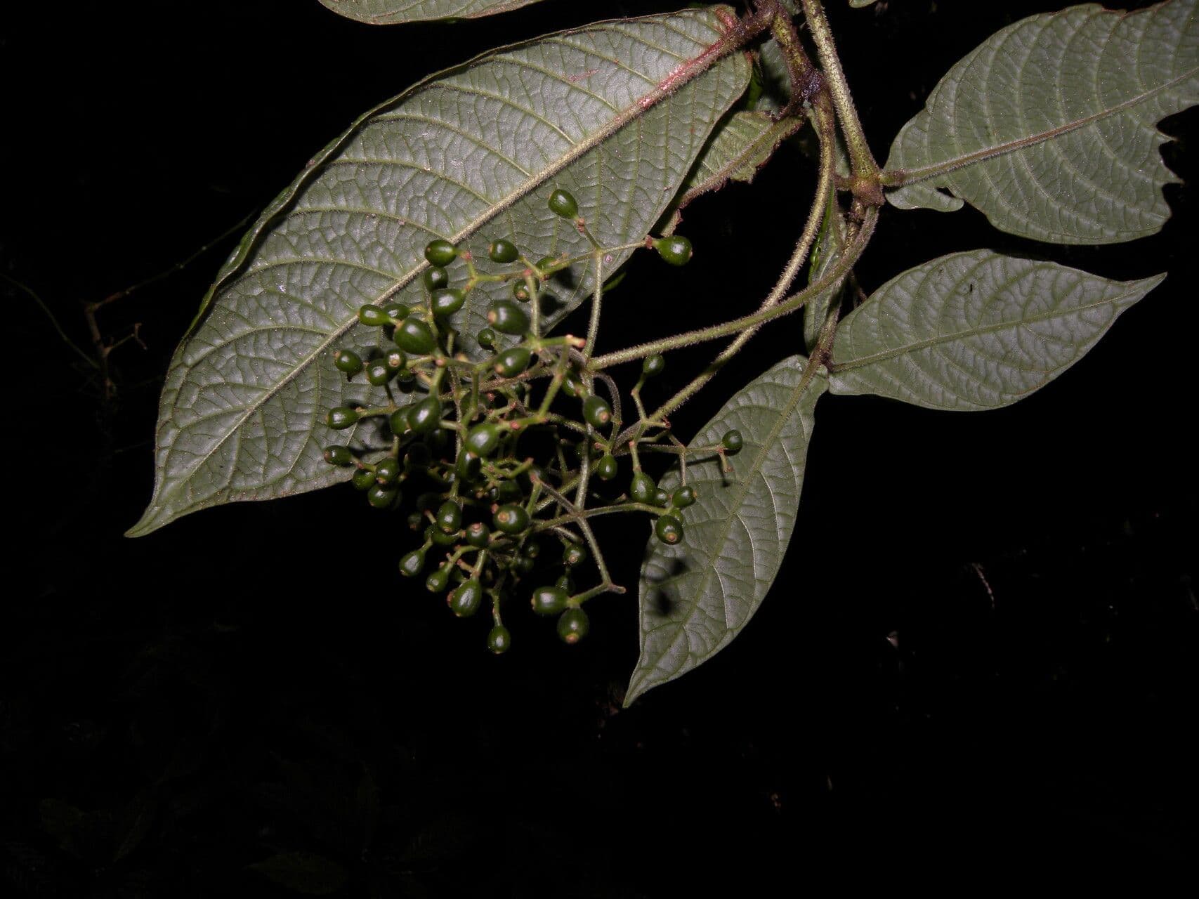 Psychotria di Neill 5