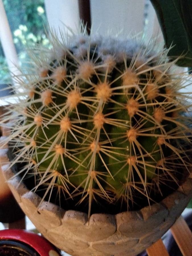 Eriosyce 10