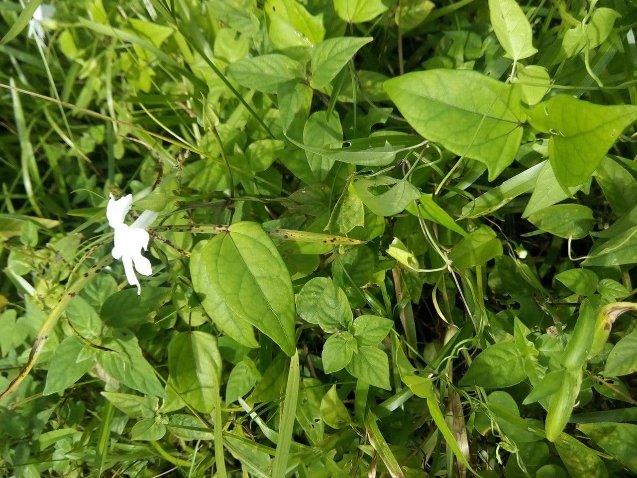 Thunbergia 9