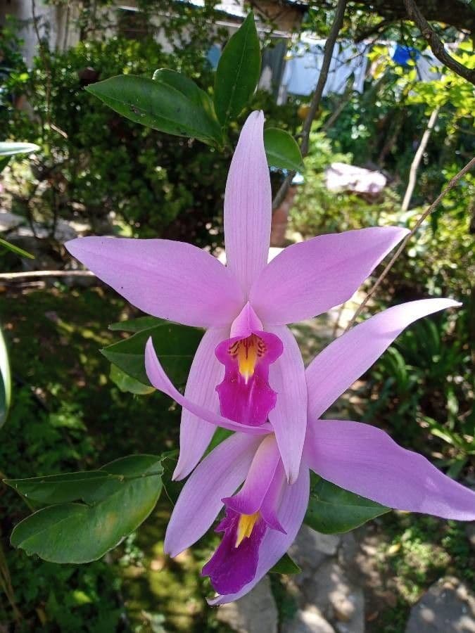 Orchidea 2