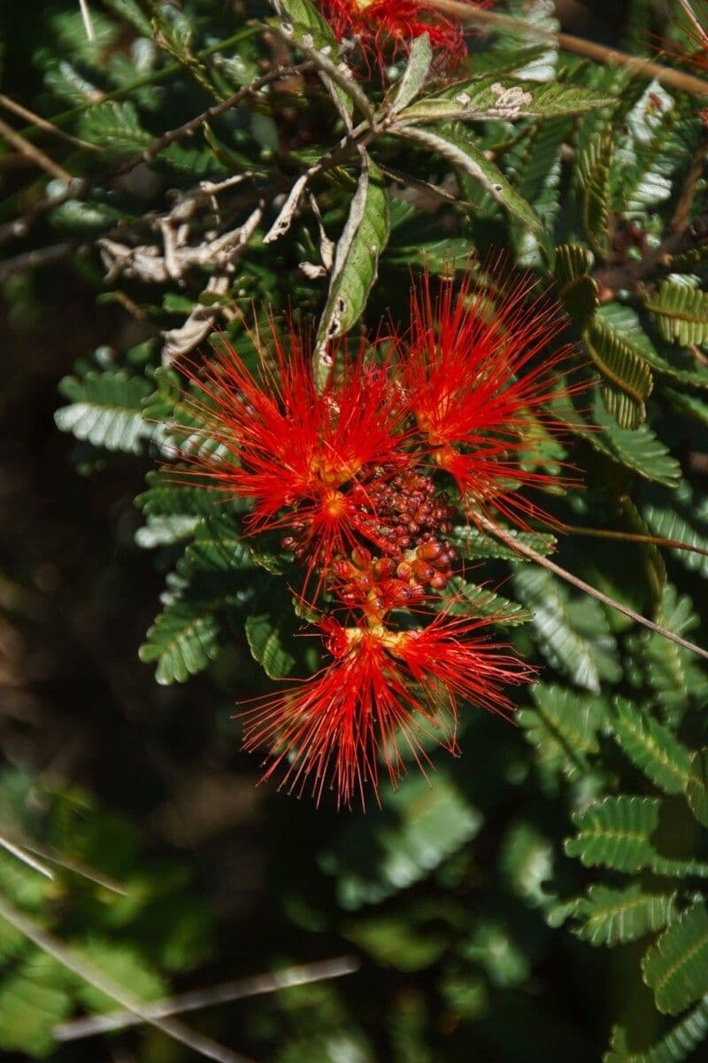 Calliandra dysantha