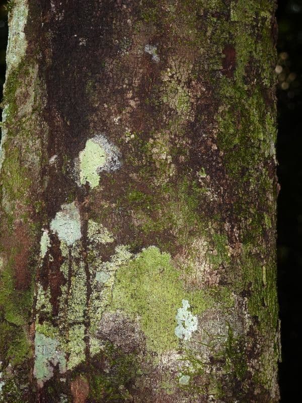 Guatteria 4