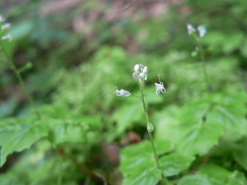 Alpen-Hexenkraut 2