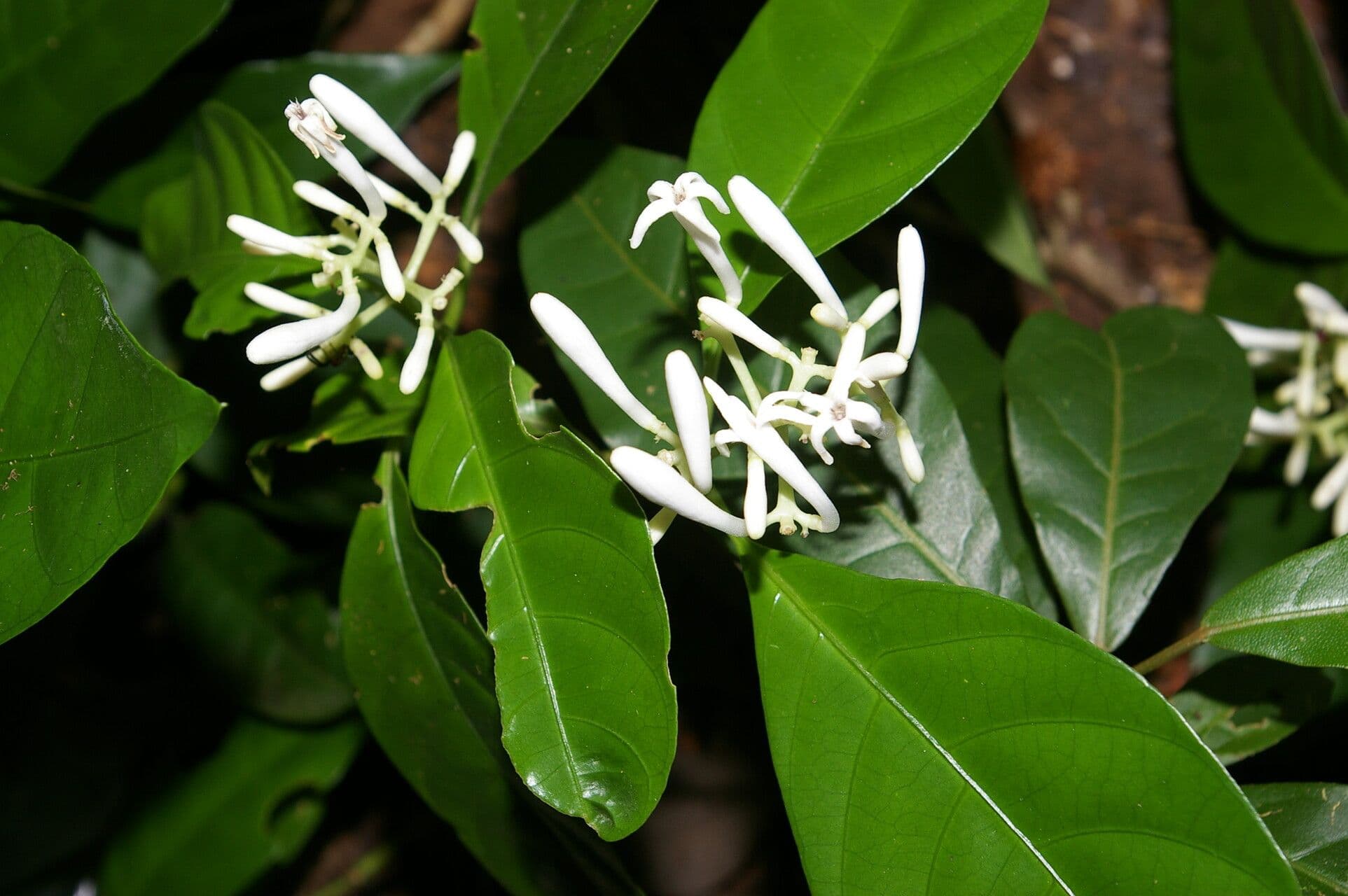Palicourea 7