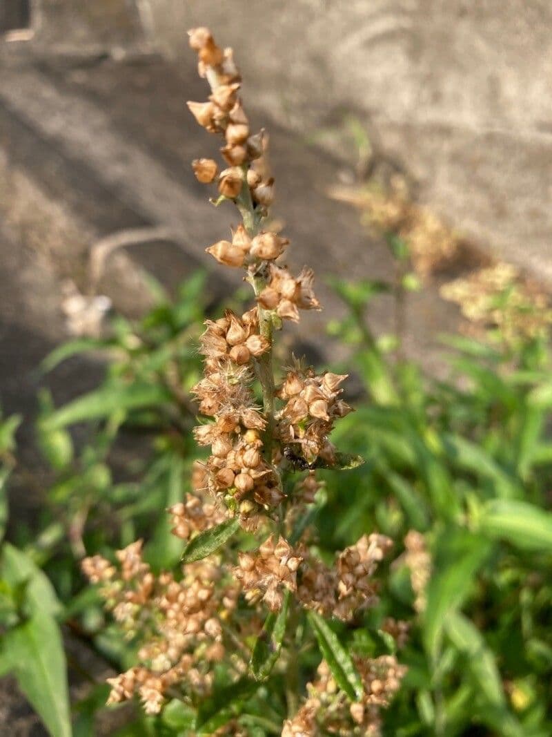 Gnaphalium americano 2