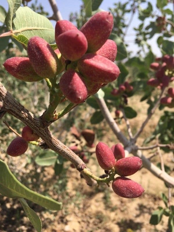 Pistacchio 3