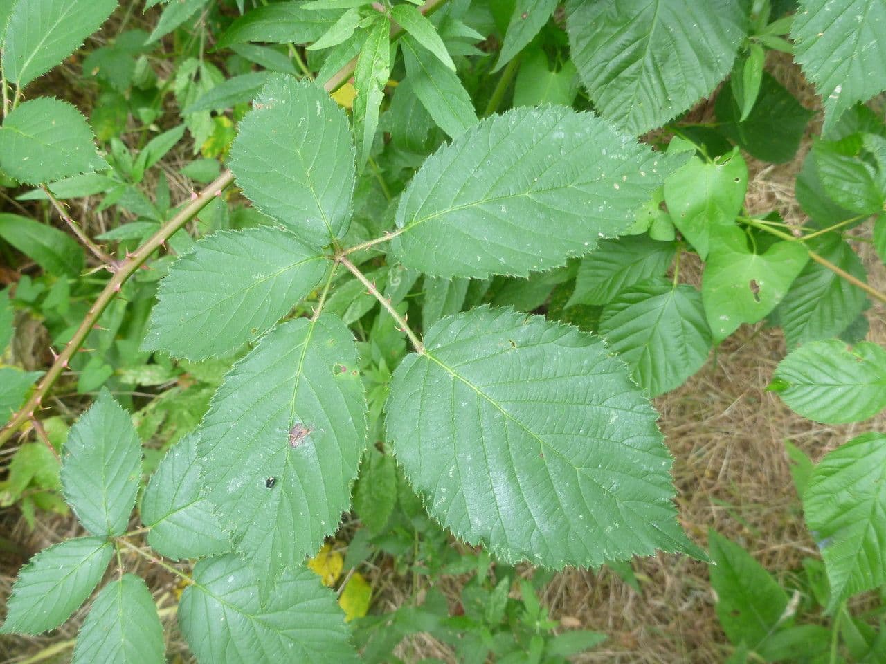 Long-prickled bramble 3