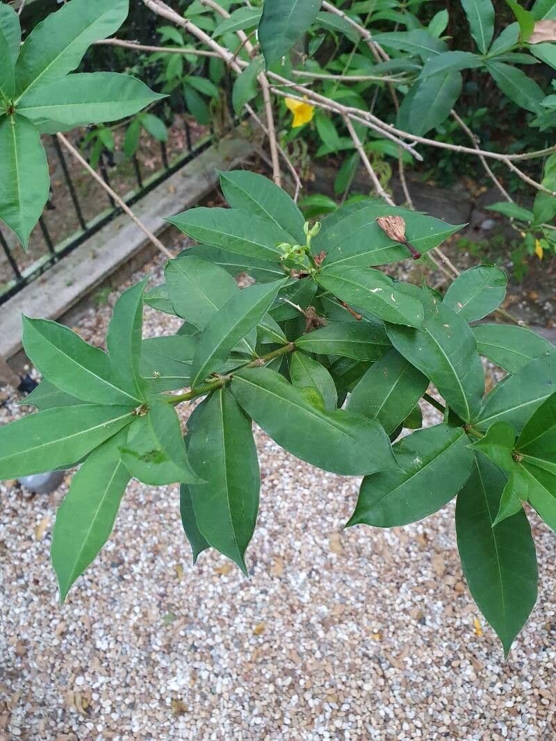 Busch-Allamanda 16