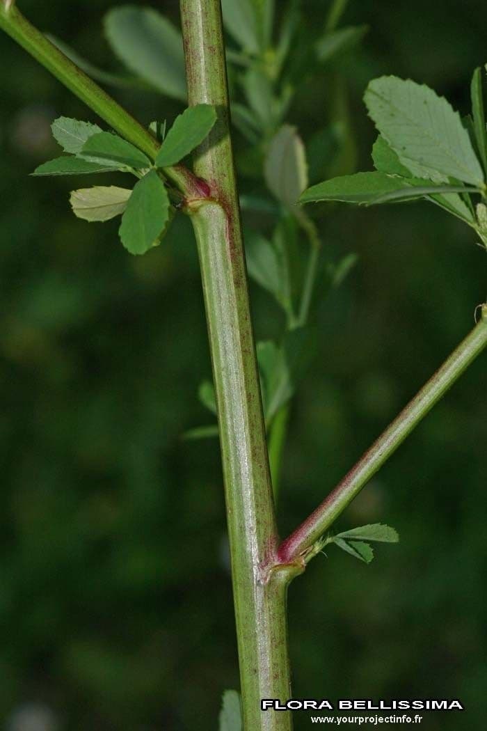 Meliloto elevado 24