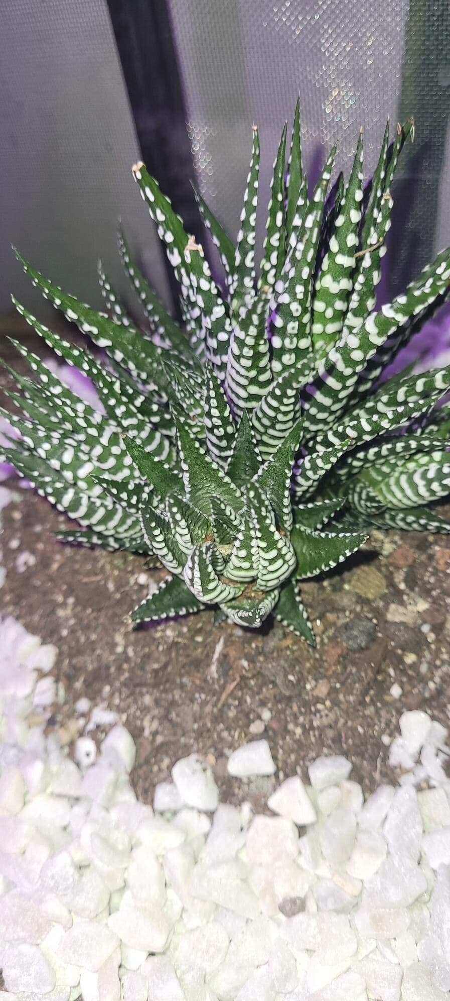 Pianta zebra 15