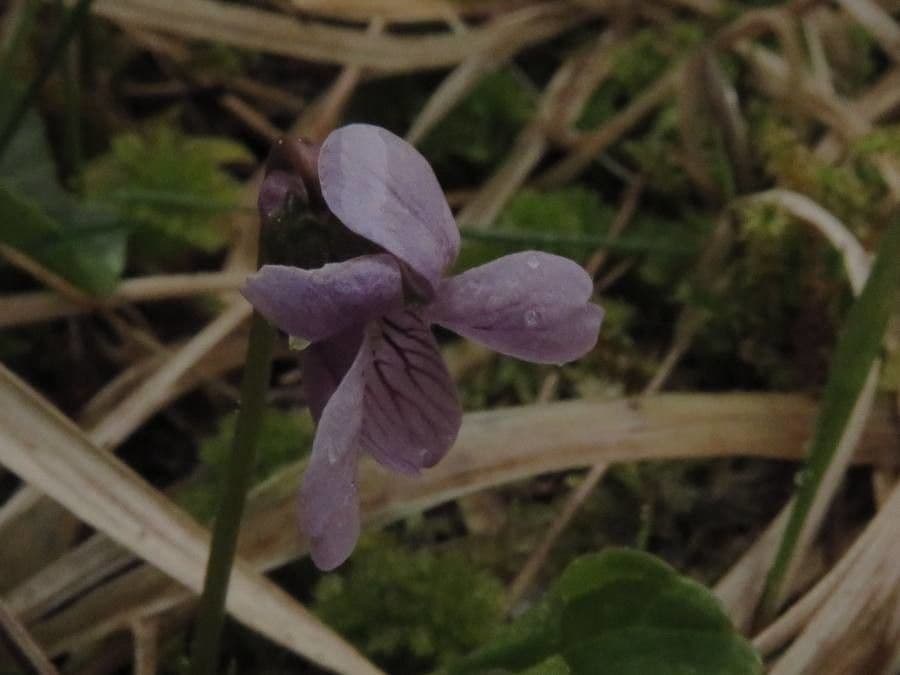 Viola palustre 7