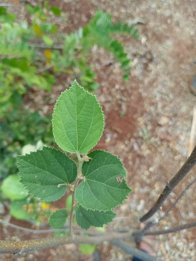 Grewia asiatica 13