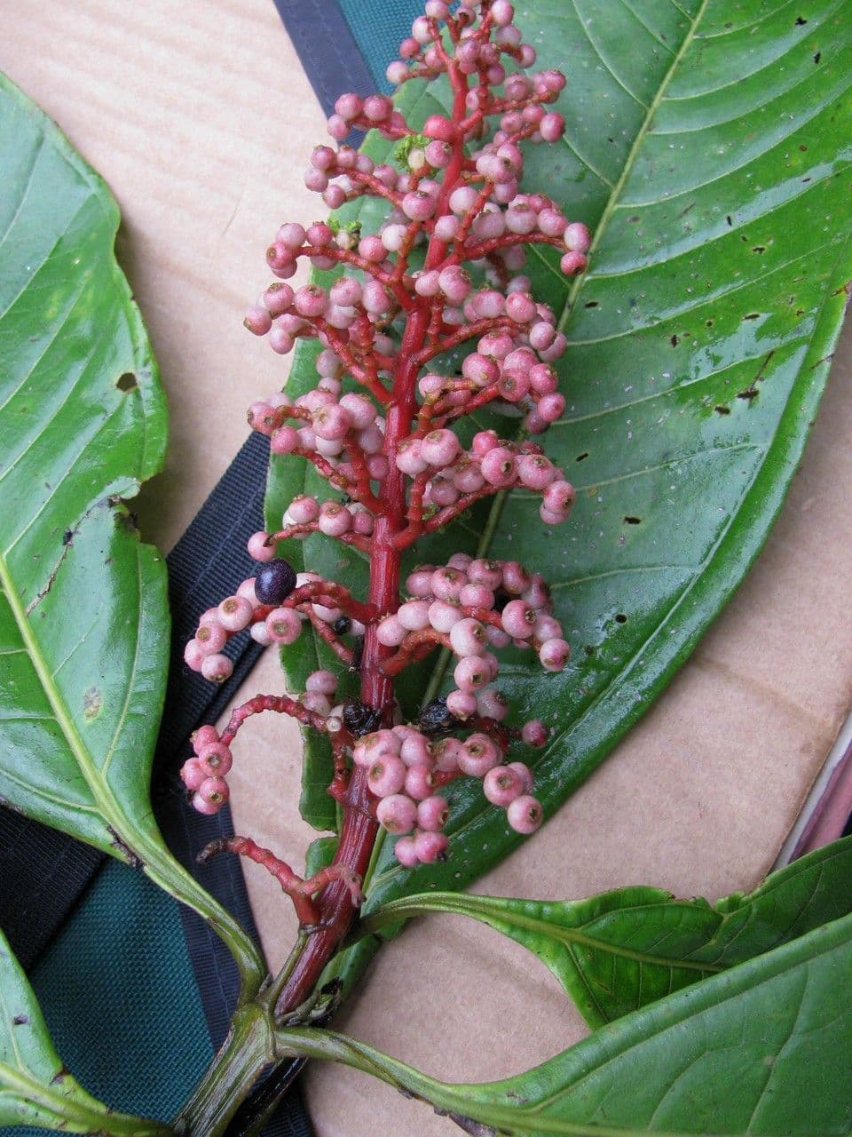 Miconia a tre nervature