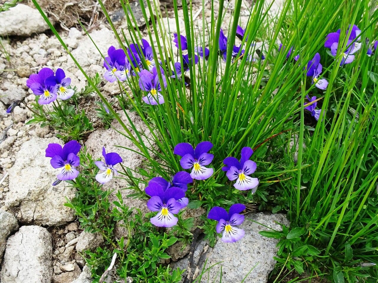 Viola gialla 11