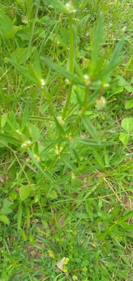 Spermacoce verticillata 11
