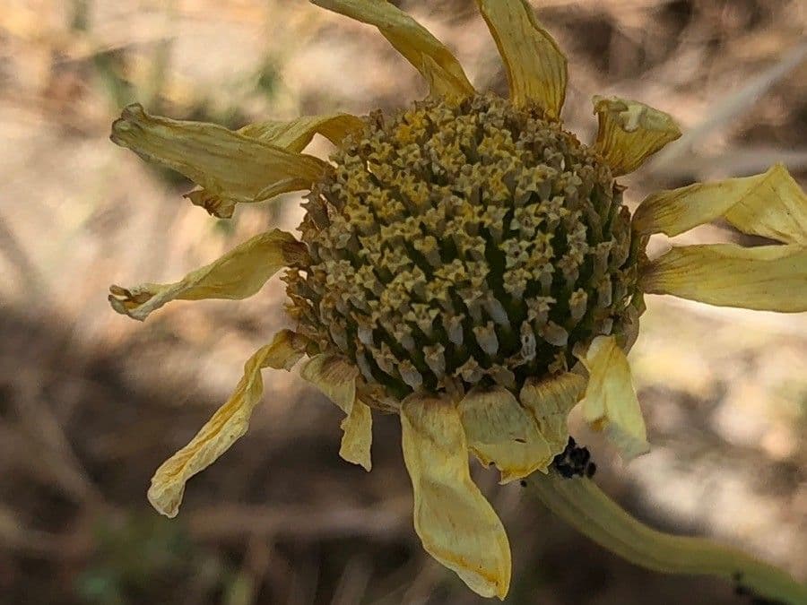 Anacyclus