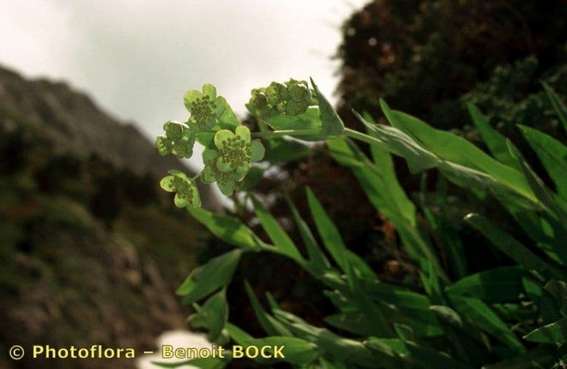 Bupleurum angulosum 20