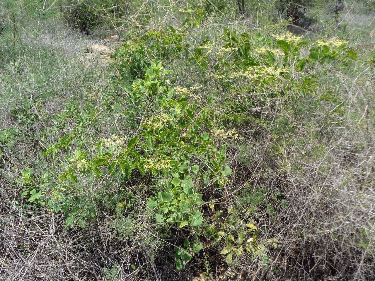 Cyphostemma 11