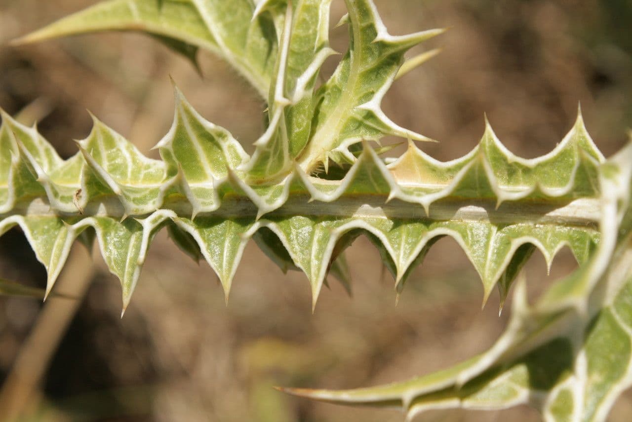 Girasole maculato 22