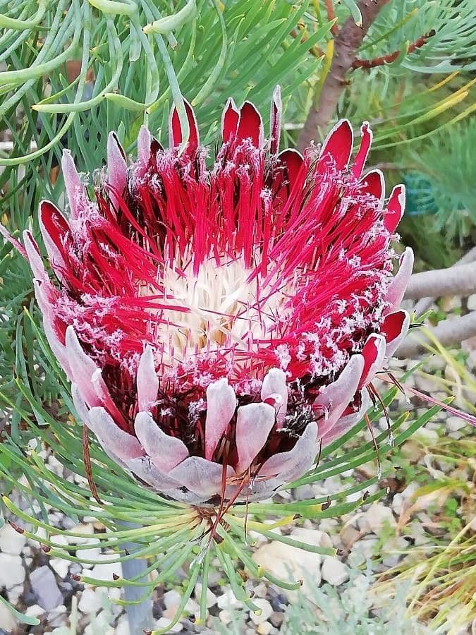 Protea