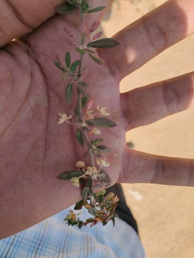 Galium murale 6