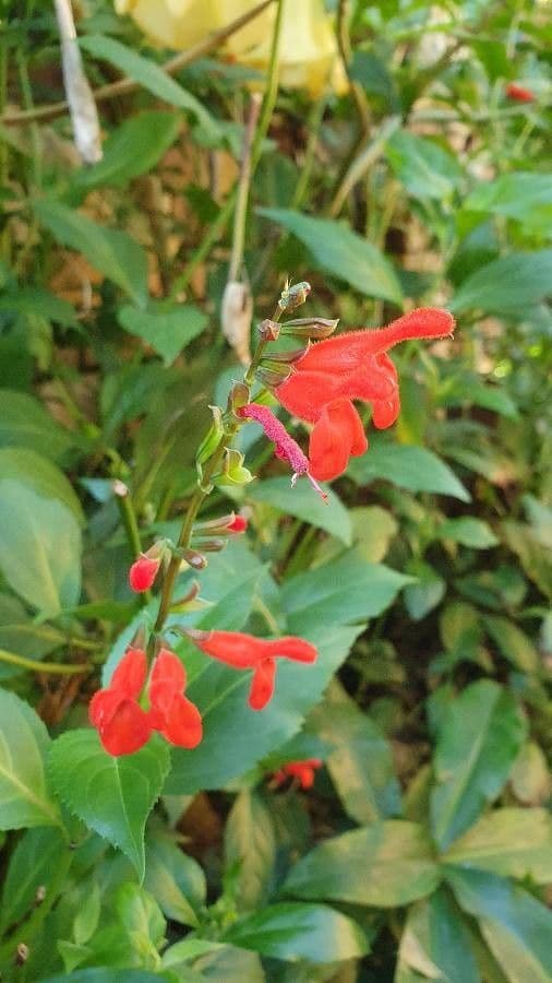 Salvia 2
