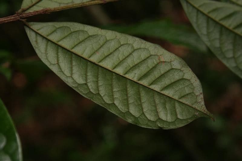 Vochysia 4