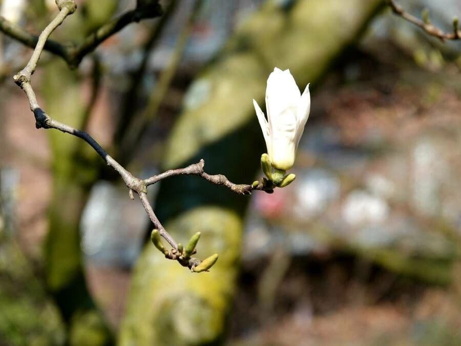 Magnolia denudata 24