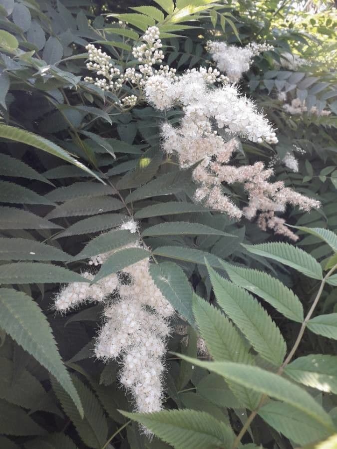 Sorbaria 6