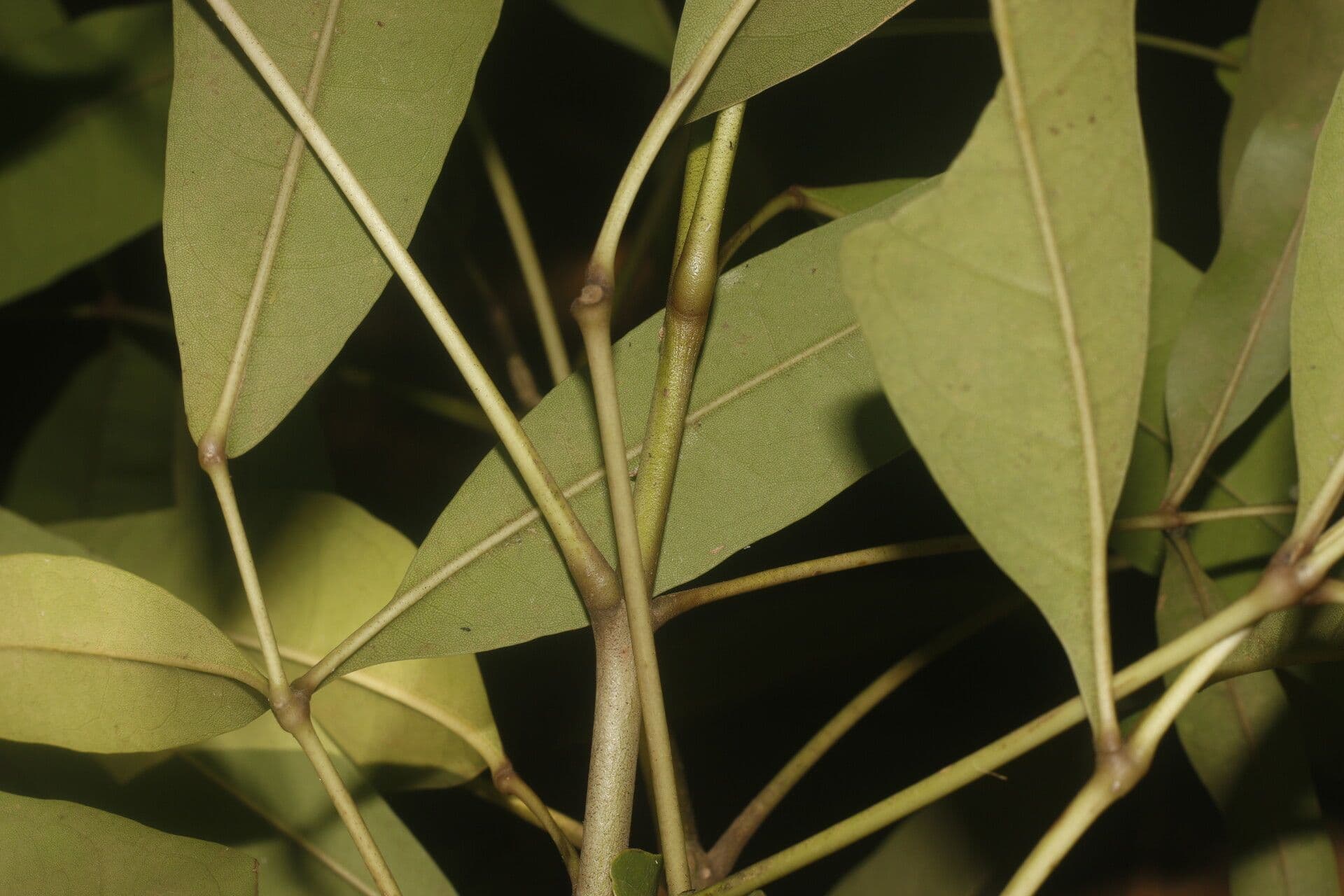 Ipê delle paludi 6