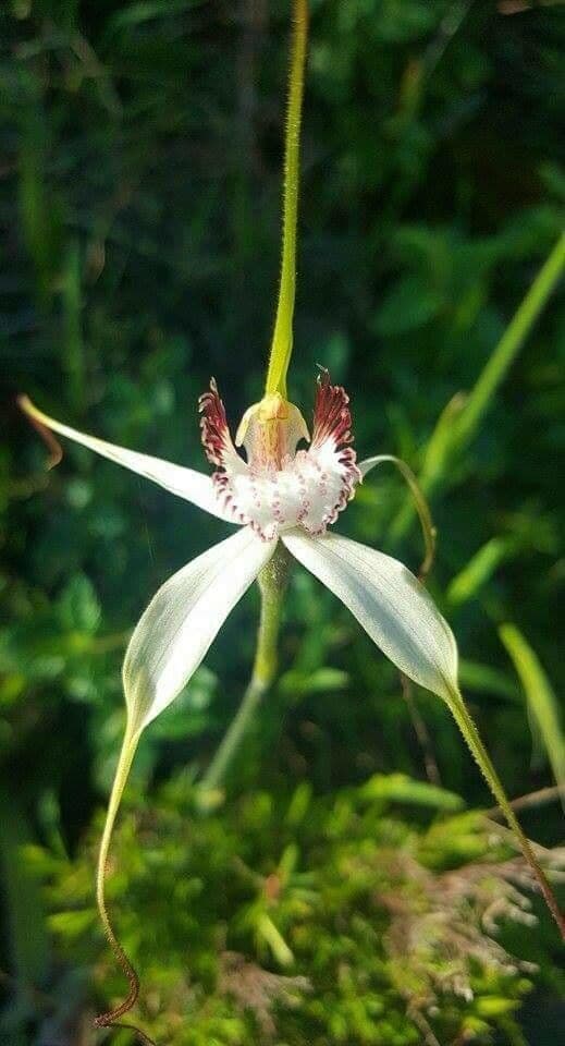 Caladenia 3