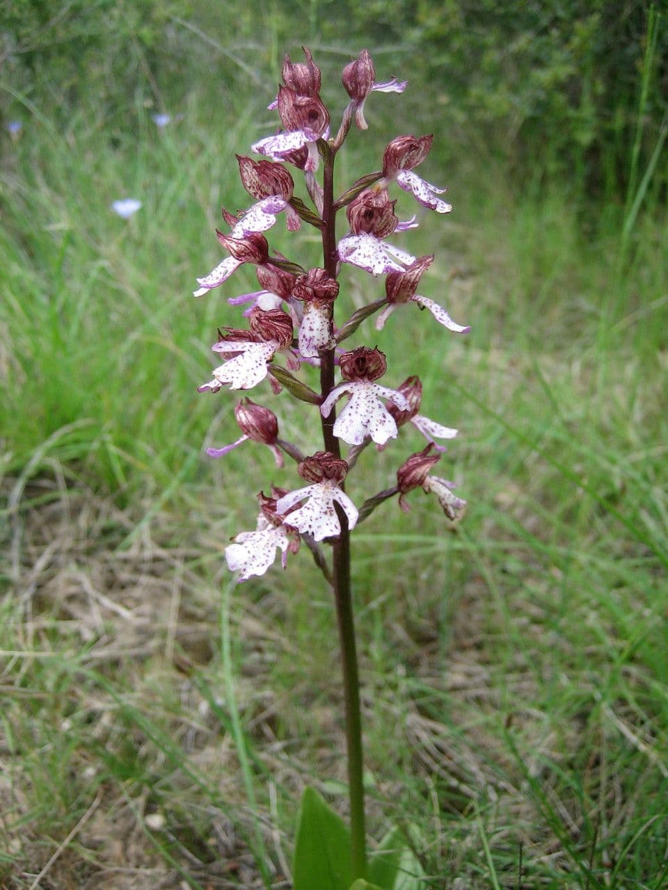 Orchide maggiore 29