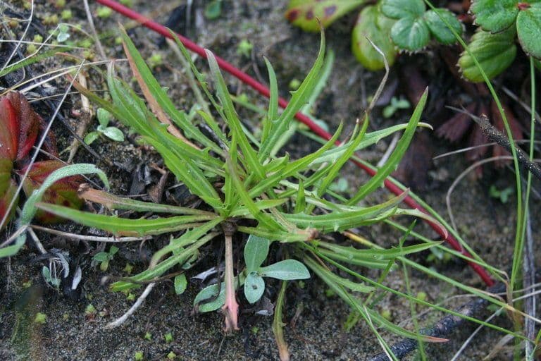 Agoseris apargioides 13