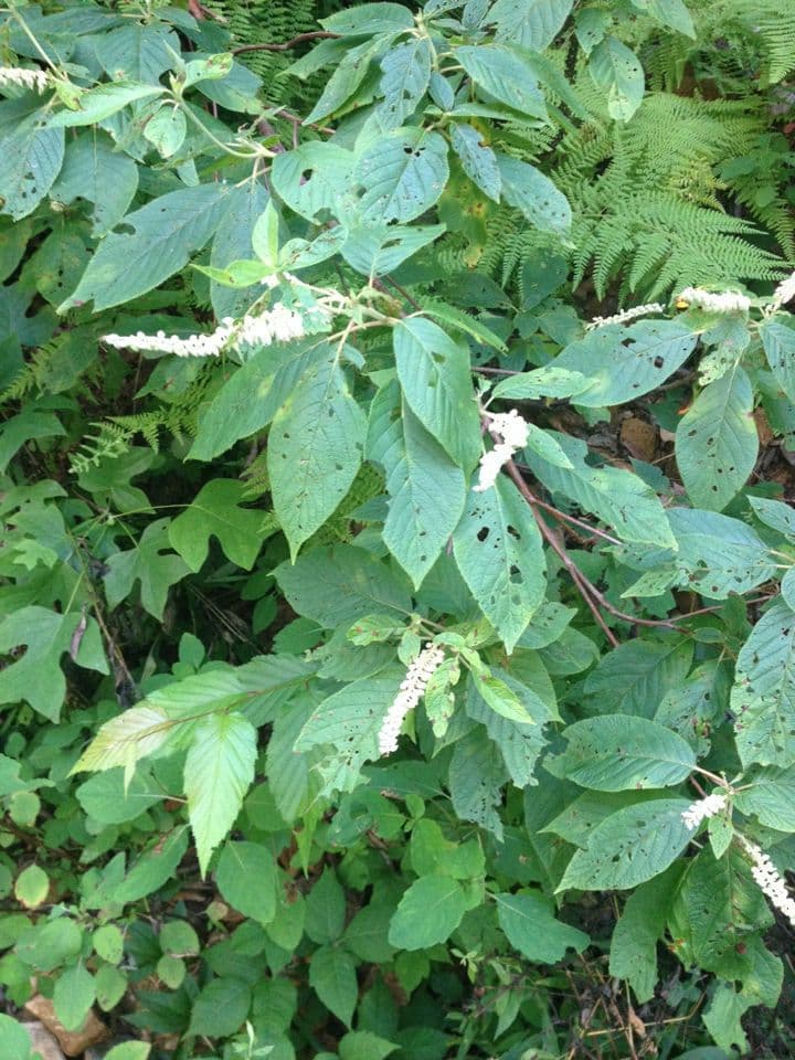 Clethra 12