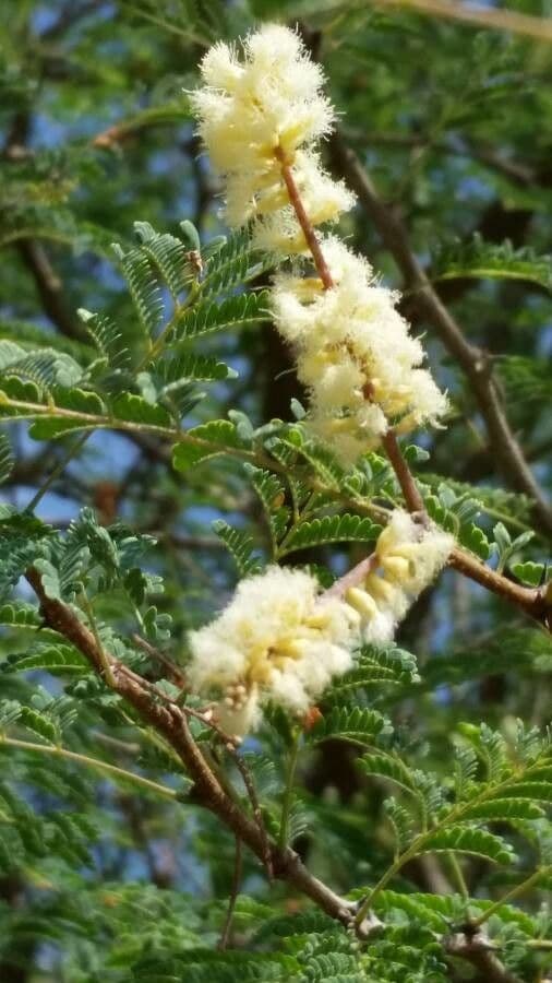 Acacia tortuosa 6