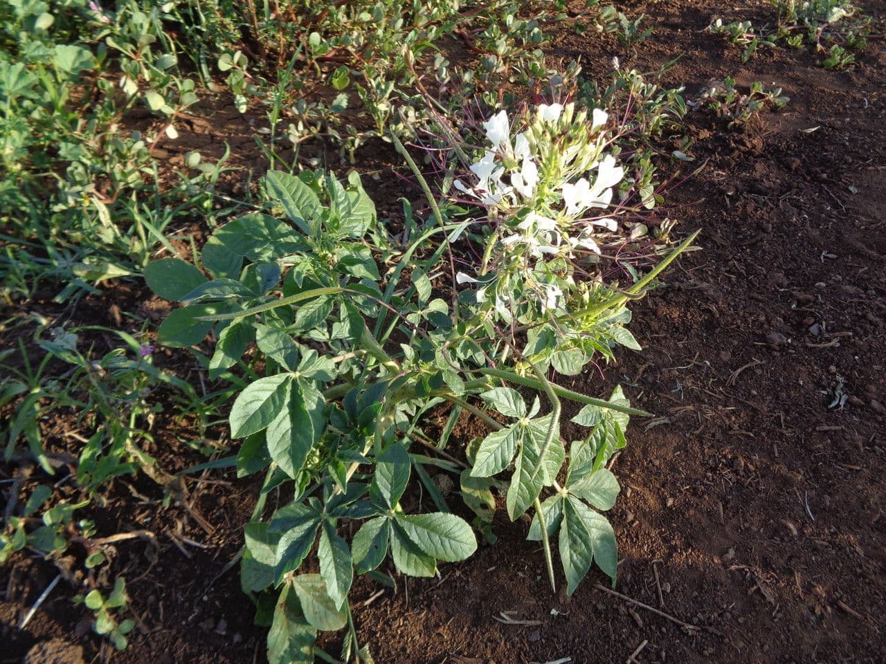 Cleome 12
