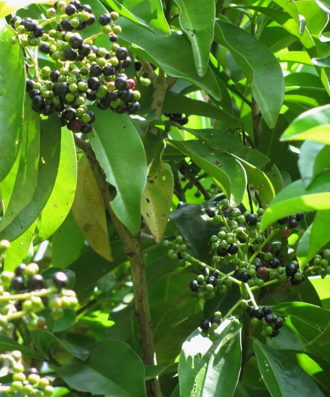Ardisia révolutée 24