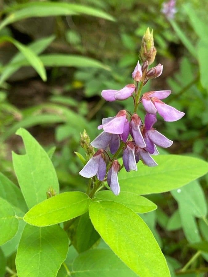 Desmodium canadese 4
