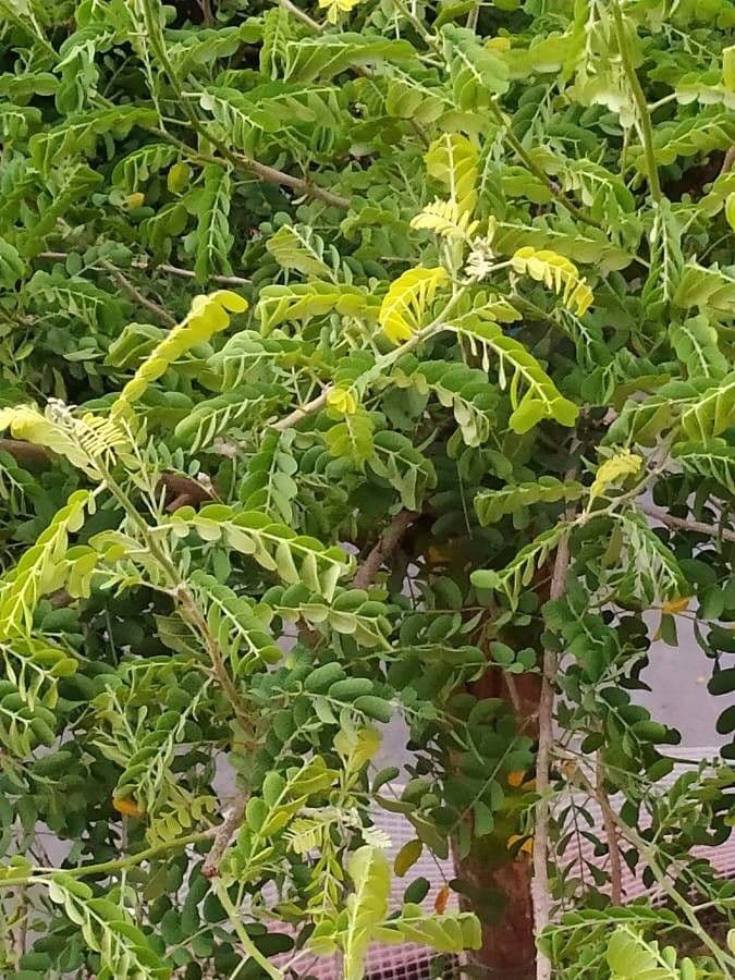 Ebenopsis 3